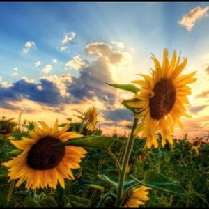 Meet your Posher, Tracey